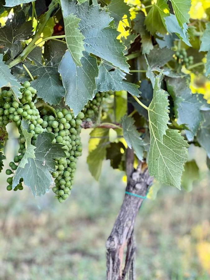 Podere Montecorno アルベレーゼ エクステリア 写真